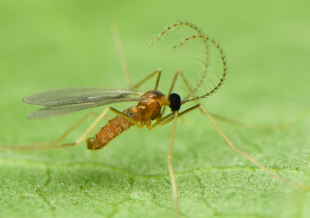 Aphid Midges Pest Control