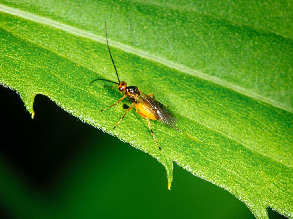 Braconid Wasps Pest Control