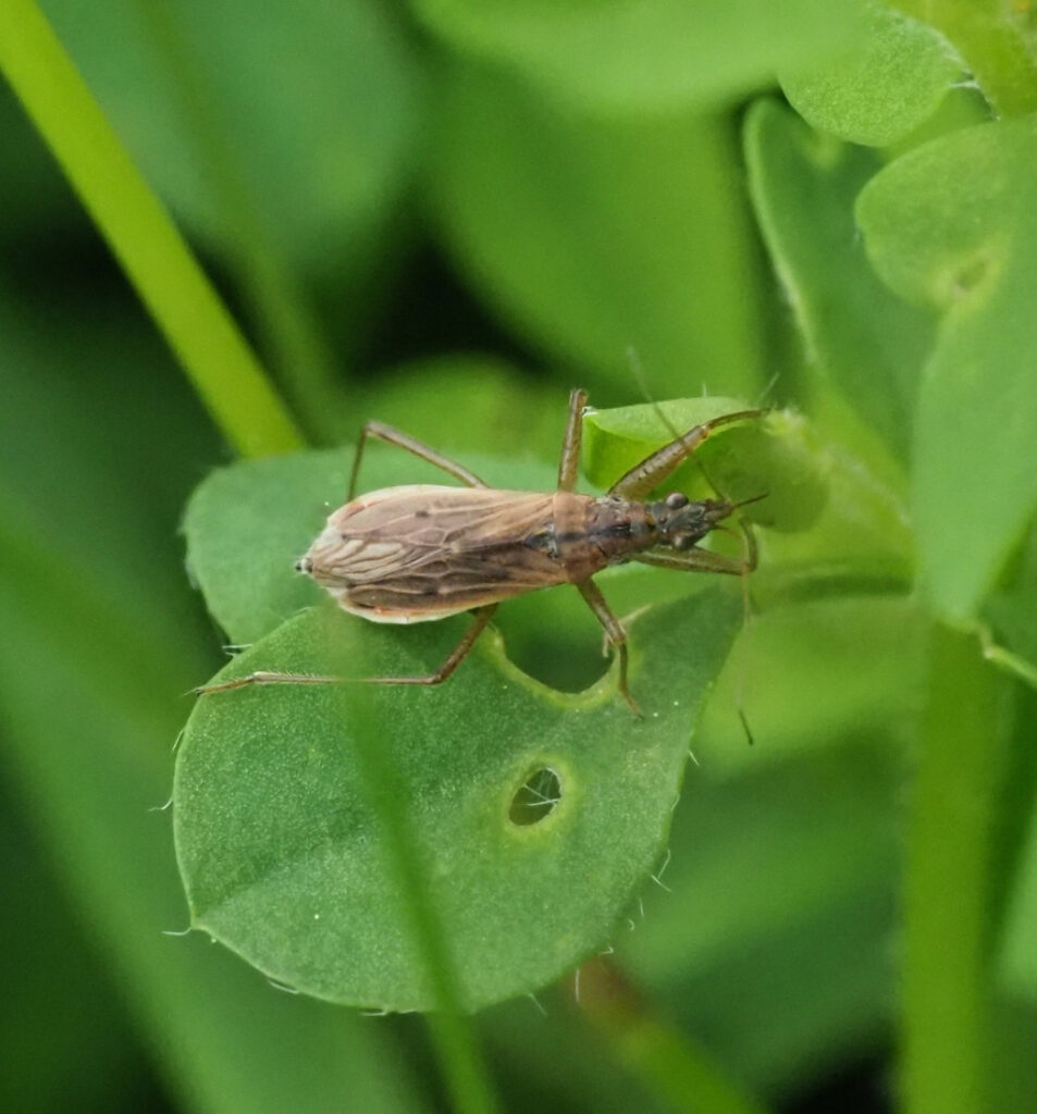 Damsel Bugs Pest Control