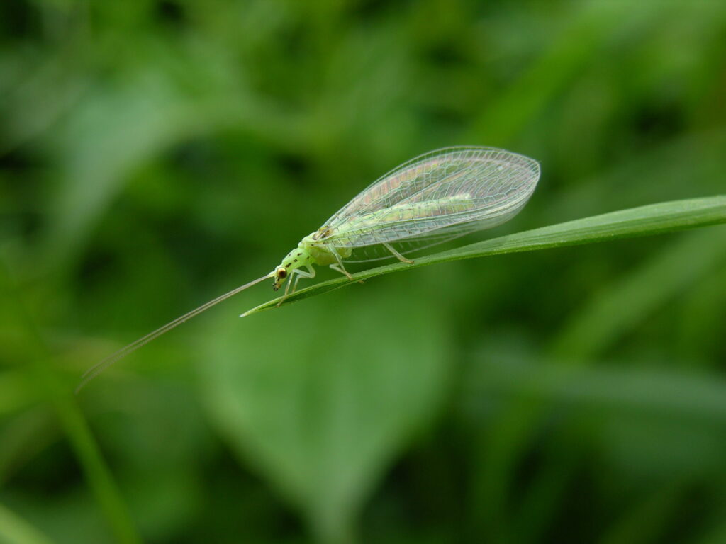 Green Lacewings Pest Control