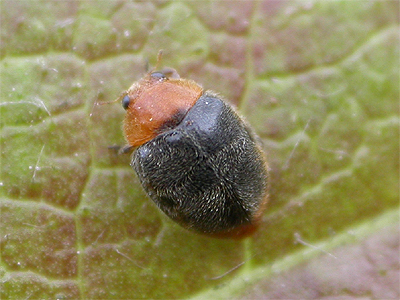 Mealybug Destroyers Pest Control