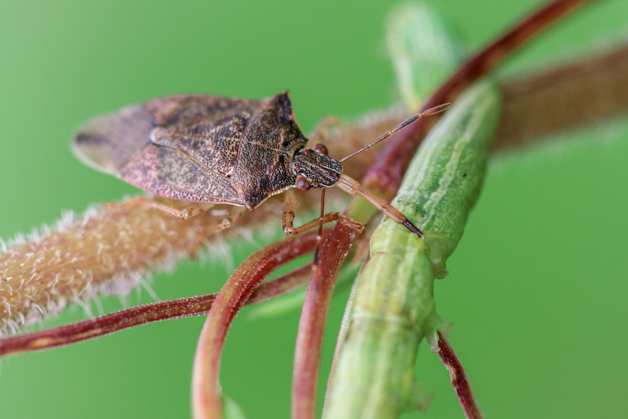Spined Soldier Bugs Pest Control