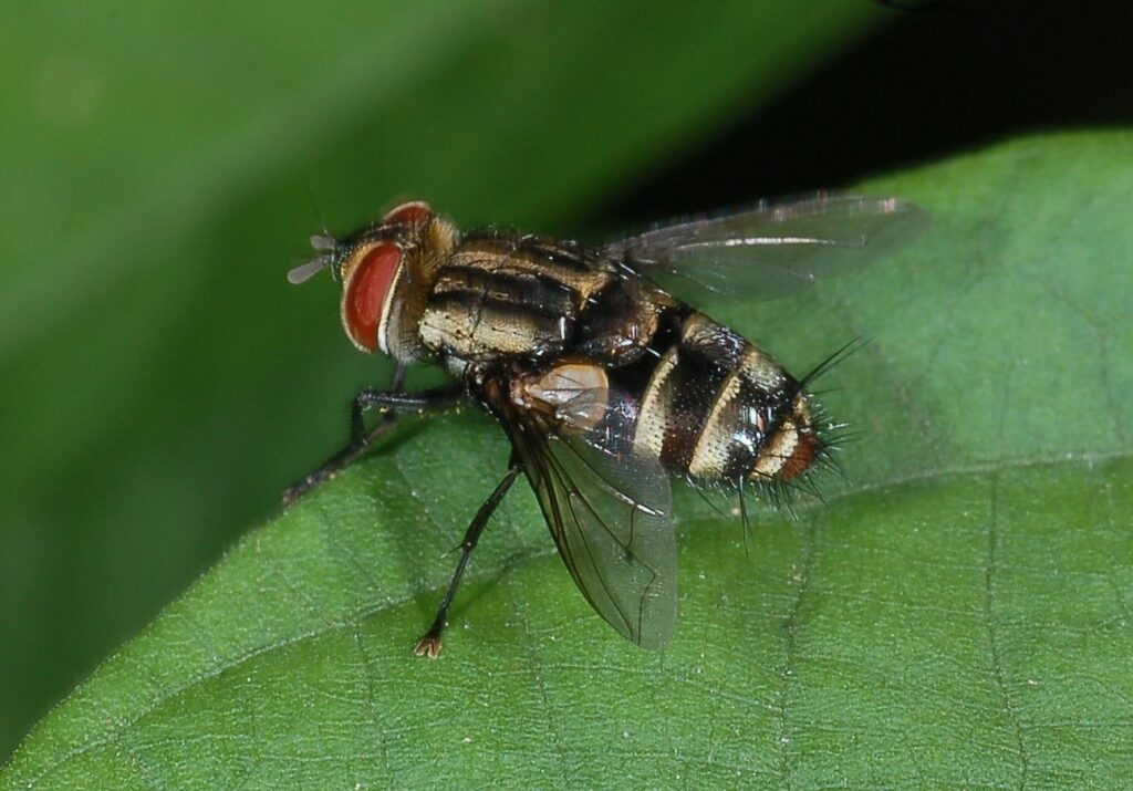 Tachinid Flies Pest Control