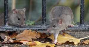 How to Get Rid of Rats in Cape Town