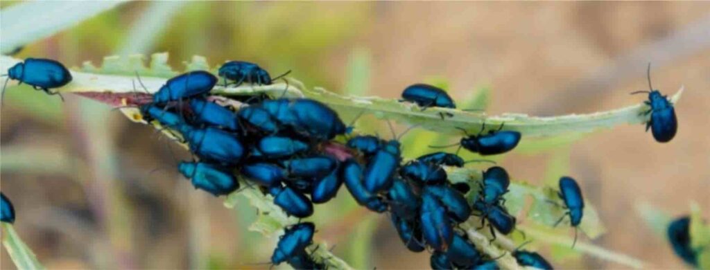 Pest Control Guide Cape Town 2