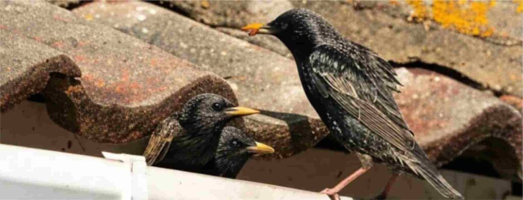 Starling Pest Solutions 2