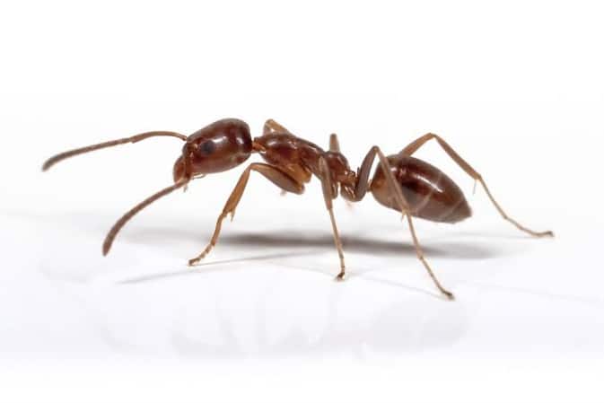Brown ant with long antennae walking on a white surface.