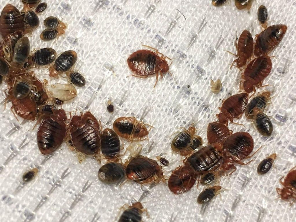 Numerous bed bugs of varying sizes scattered on a white textured surface.
