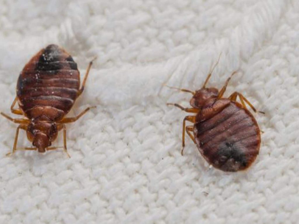 Two bed bugs are on a textured white fabric surface, showcasing their brown, segmented bodies and six legs.