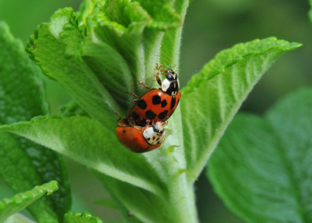 Two ladybugs, one red with black spots and one white with black patches, mate on a green leaf.