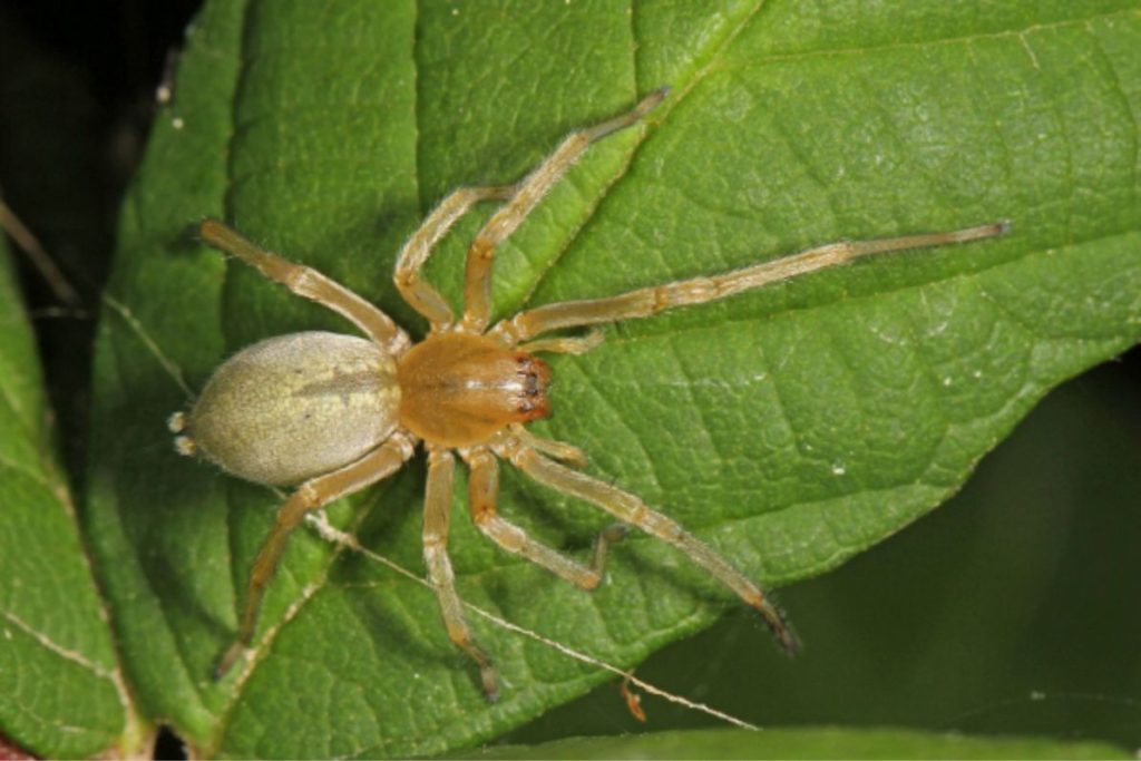 A light brown spider with long legs rests on a large, textured green leaf.