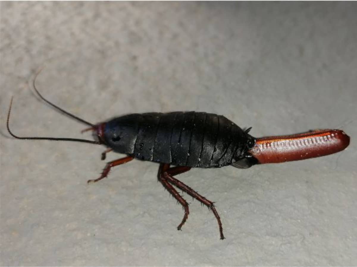 A black cockroach with a long, reddish-brown, segmented tail crawls on a light-colored surface.