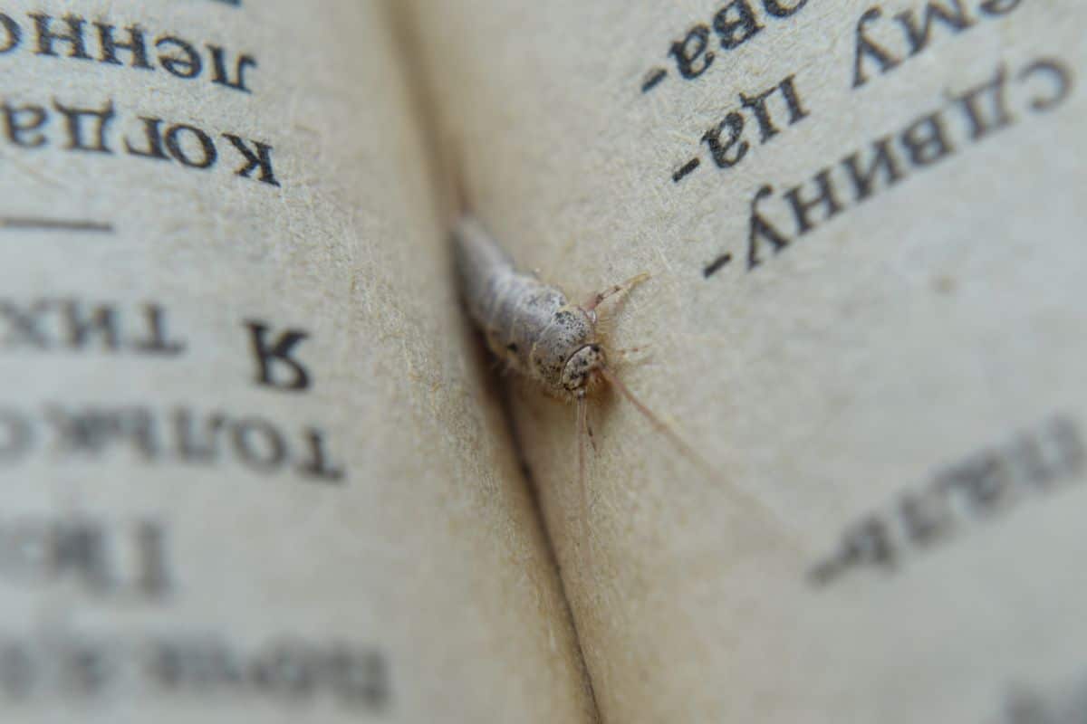 A silverfish insect rests in the crease of an open book, with visible text on the page.