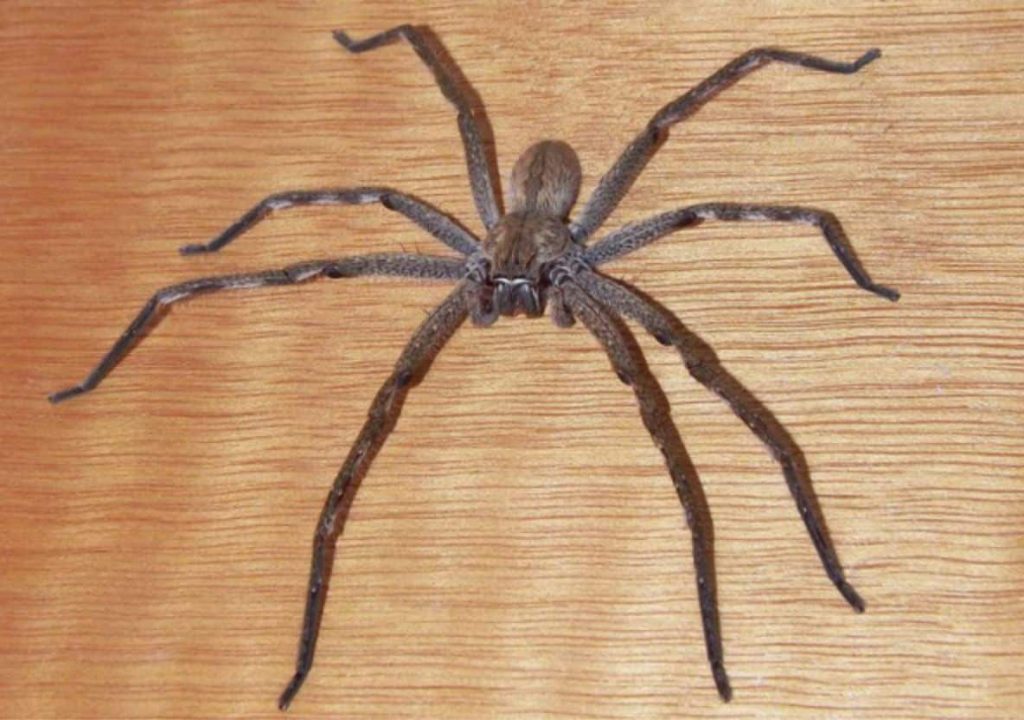 Brown spider with long legs on a wooden surface, displaying a detailed body structure and texture.
