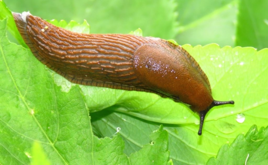 Brown slug crawling on green leaves, showcasing its textured body and moisture on the surface.