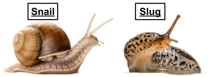 A snail is shown on the left, with a coiled shell, and a slug on the right, with a smooth, elongated body.