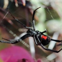 A black widow spider hanging from a web, featuring a distinct red hourglass marking on its abdomen.