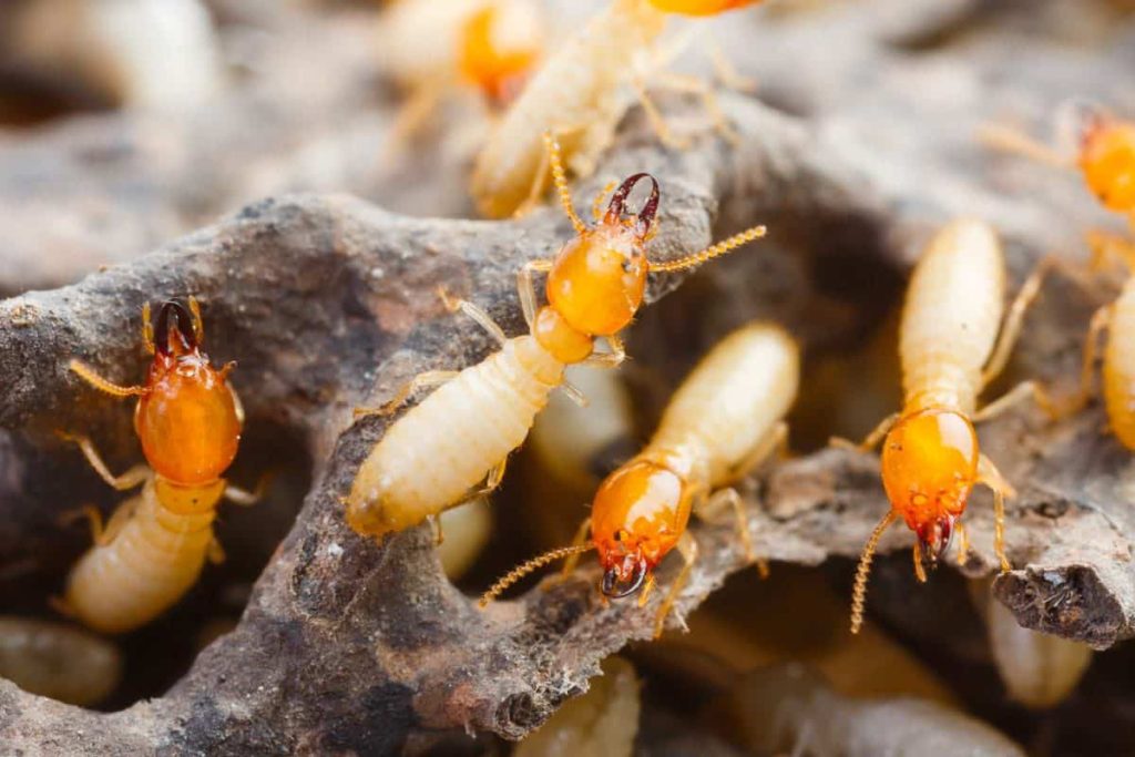Termites crawl over a wooden nest, showcasing their orange and white bodies and antennae.