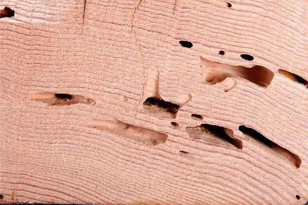 Close-up of light wood grain showing small holes and grooves, likely due to insect activity or decay.