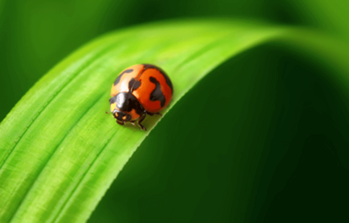 A bright orange ladybug with black spots crawls along a green leaf. The background is softly blurred greenery.