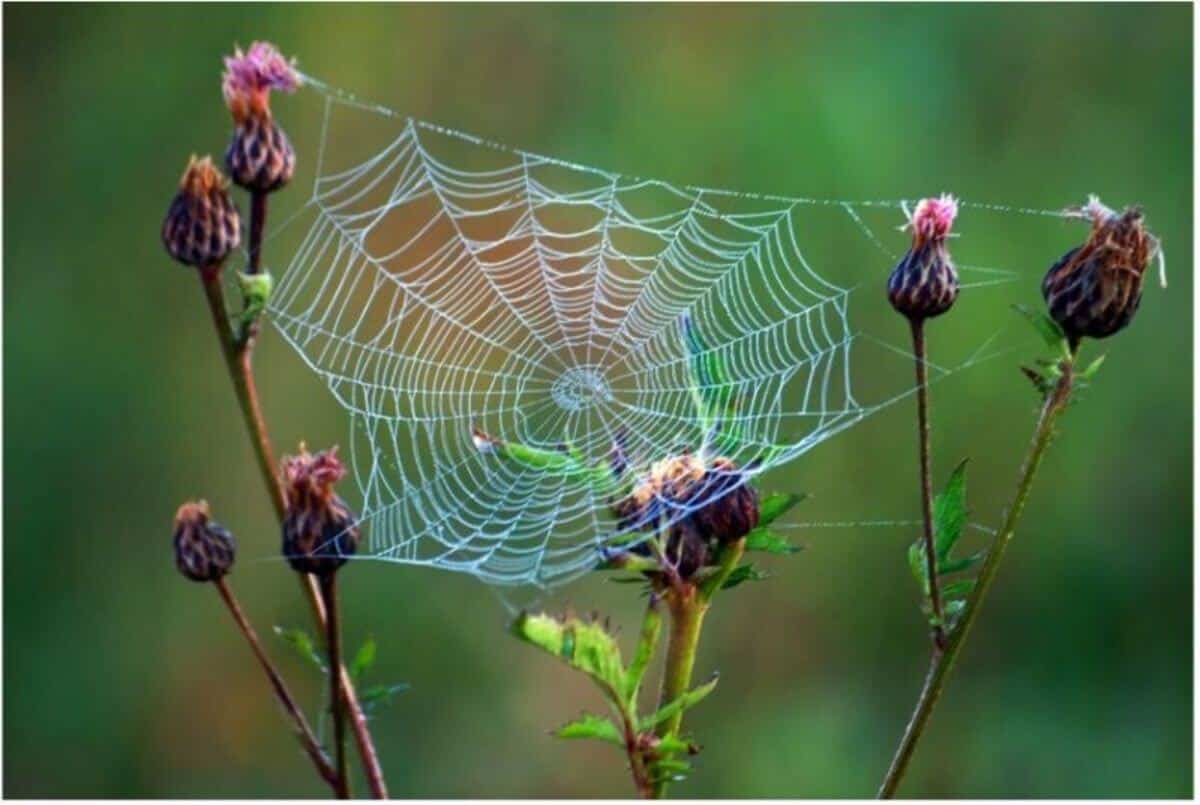 Delicate spider web glistening in sunlight, attached to purple flowers against a blurred green background.