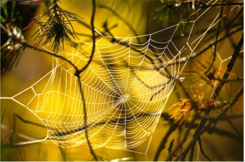 A detailed spider web glistens in sunlight, suspended between branches against a blurred yellow background.