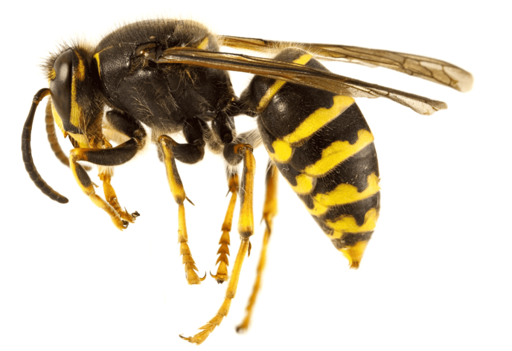 Close-up of a yellow and black wasp with detailed legs and wings, set against a white background.