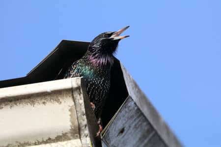 A starling perched at the edge of a gutter, vocalizing against a clear blue sky.