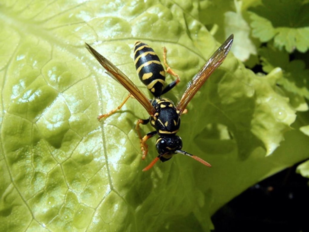 European Paper Wasp