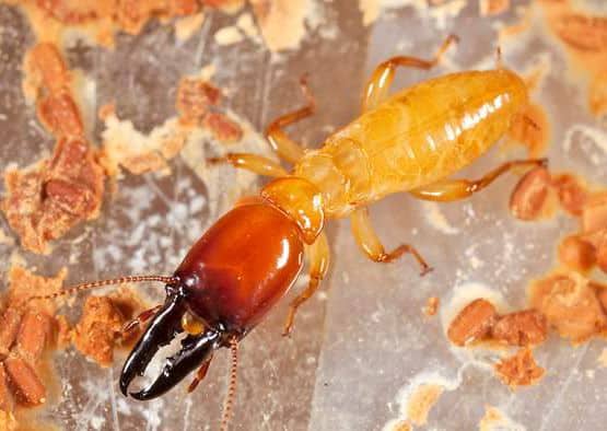 dampwood termite
